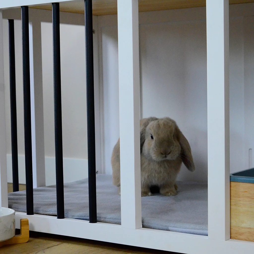 Lang en gelukkig konijnenleven: zorg, voeding, beweging.
